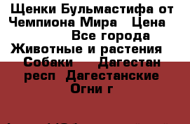 Щенки Бульмастифа от Чемпиона Мира › Цена ­ 1 000 - Все города Животные и растения » Собаки   . Дагестан респ.,Дагестанские Огни г.